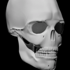 Bones Human 3D (anatomy)