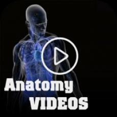 Medical Anatomy Videos