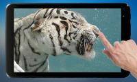 Diving Tiger Live Wallpaper for PC