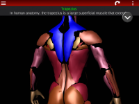 Muscular System 3D (anatomy) for PC