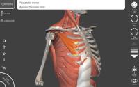 Muscle | Skeleton - 3D Anatomy for PC