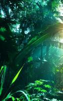 Jungle Live Wallpaper for PC
