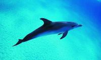 Dolphins Live Wallpaper for PC