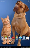 Cat Live Wallpaper for PC