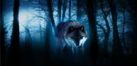 Wolves Night live wallpaper for PC