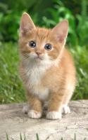 Cat Kittens Live Wallpaper for PC