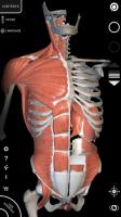 Muscle | Skeleton - 3D Anatomy for PC