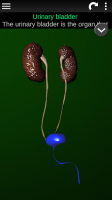 Organs 3D (Anatomy) for PC