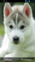 Puppy Live Wallpaper for PC