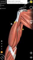 Muscle | Skeleton - 3D Anatomy for PC